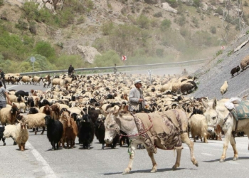 Besicilerin göçü başladı