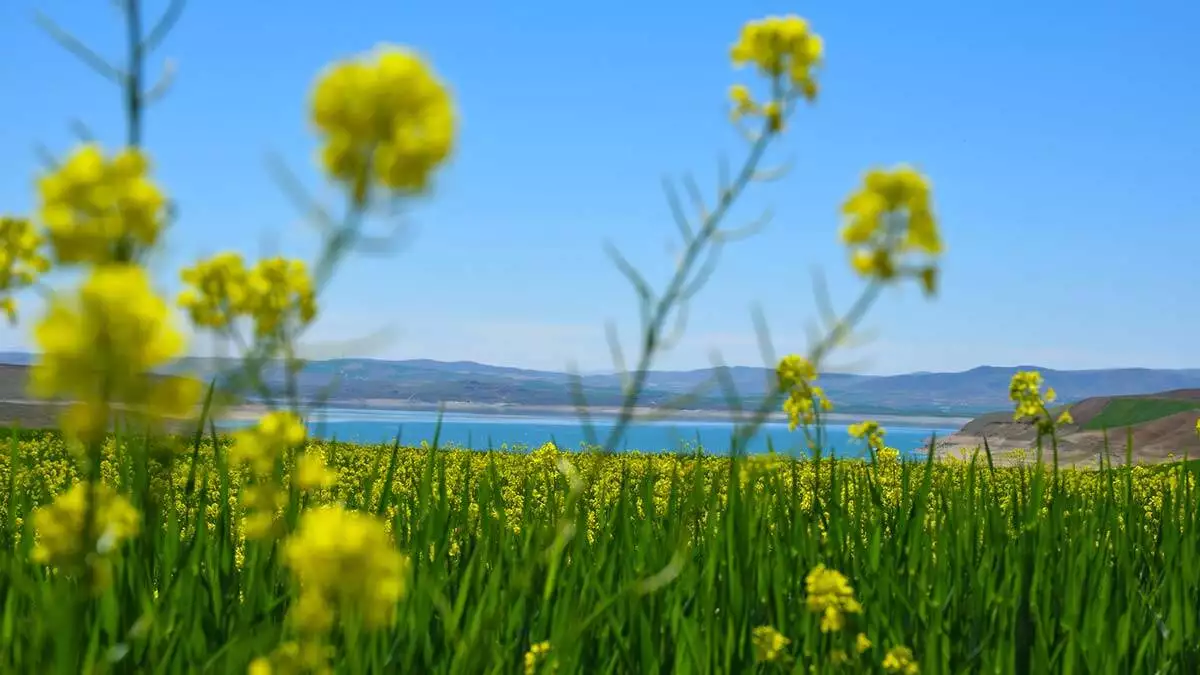 Baharın gelmesiyle yeşeren arpa ile buğday tarlaların içinde açan yabani hardal çiçekleri tunceli'yi sarıya boyadı.