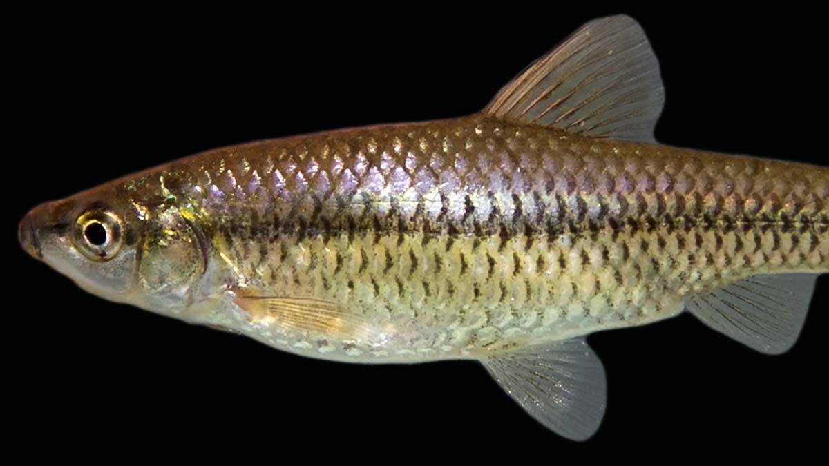 İç sularda istilacı tehdidi altında