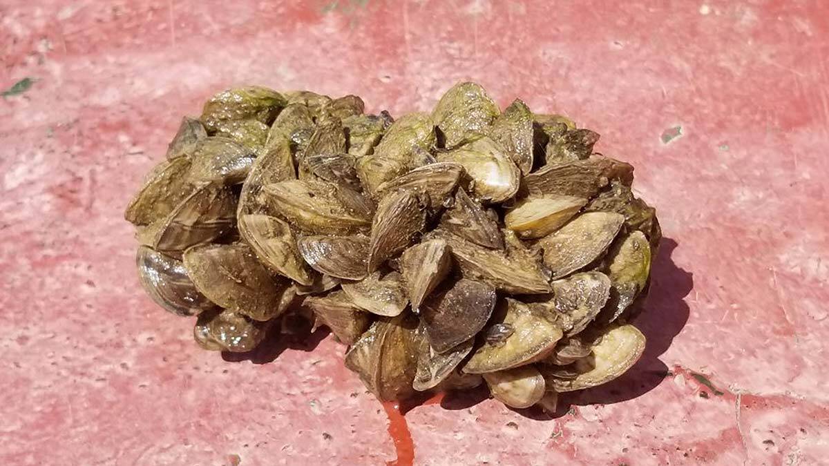 Doç. Dr. Kanyılmaz, iç sularda istilacı türlerin, sivrisinek balığı, zebra midyesi, İsrail sazanı, güneş balığı, gümüş balığı ve çakıl balığı olduğunu aktardı.