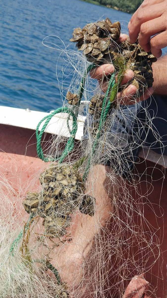 İç sularda istilacı tehdidi altında