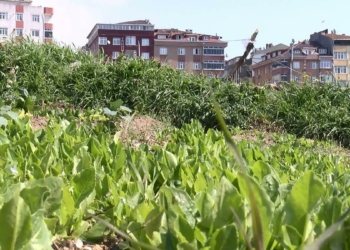 Sanayi sitesi ve binalar arasında 'köy hayatı'