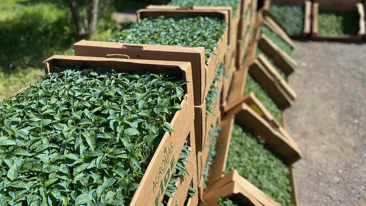 İzmir'de 15 bin kadına 320 bin sebze fidesi