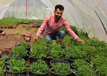 İzmirli çiftçi Stevia bitkisinin üretimine başladı