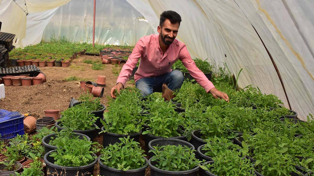 İzmirli çiftçi Stevia bitkisinin üretimine başladı