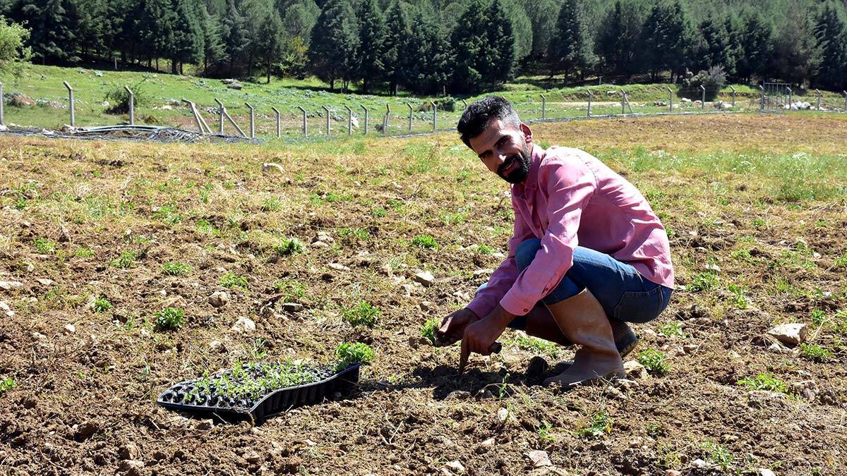 İzmir Torbalı'da ziraat mühendisi Harun Karaman (33),'Şeker otu' olarak bilinen şekerden 30 kat daha tatlı doğal Stevia bitkisinin üretimine başladı.