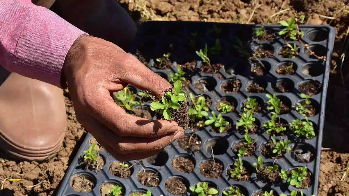 İzmirli çiftçi stevia bitkisinin üretimine başladı