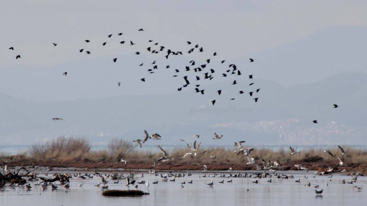 Karakoç Deresi'nde 175 kuş türü gözlemlendi