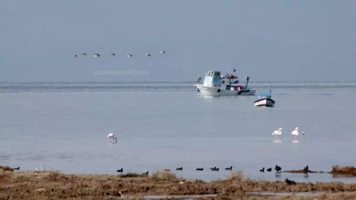 Balıkesir’in ayvalık ilçesindeki karakoç deresi sulak alanında bugüne kadar 175 kuş türü gözlemlendi.