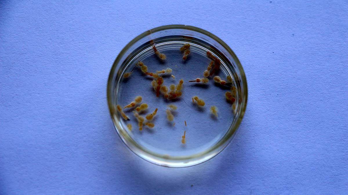 Türkiye sularında özellikle ekonomik değeri bulunan balıklarda görülen ve halk arasında balık biti yada balık katili parazite 'Adana' ismini verdiler.