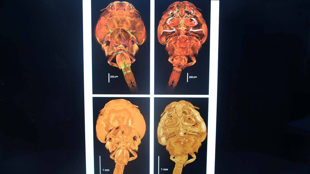 Balık katili parazite 'Adana' ismini verdiler