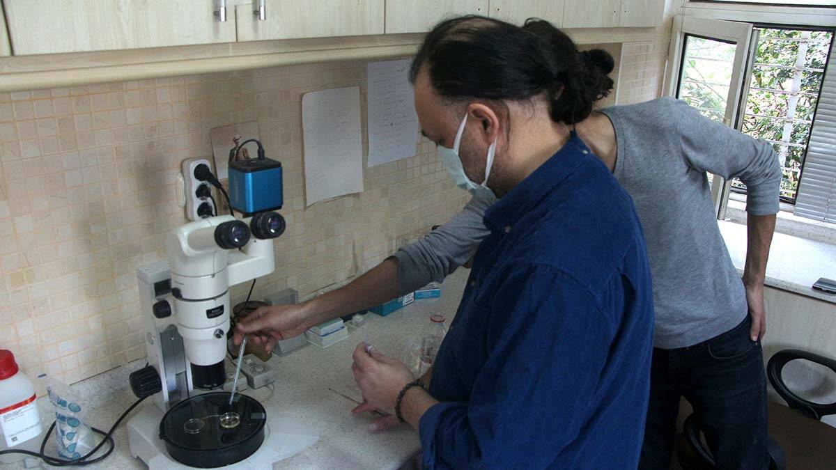 Balık katili parazite 'Adana' ismini verdiler