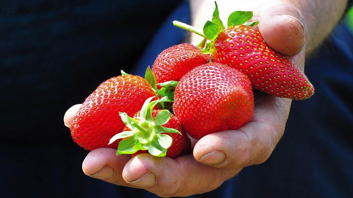 Kırkağaç çileği Avrupa'ya ihraç ediliyor