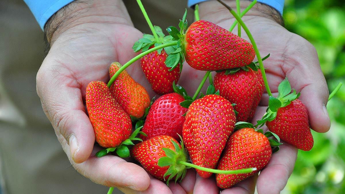 Kısa sürede üretim miktarı 500 tona kadar çıkarılan çilekte sezonun ilk hasadı yapıldı. Bu yıl 15 liradan satışa sunulan çilek, İzmir, İstanbul ve Ankara gibi büyükşehirlere gönderilmesinin yanı sıra Almanya'ya ihraç ediliyor.