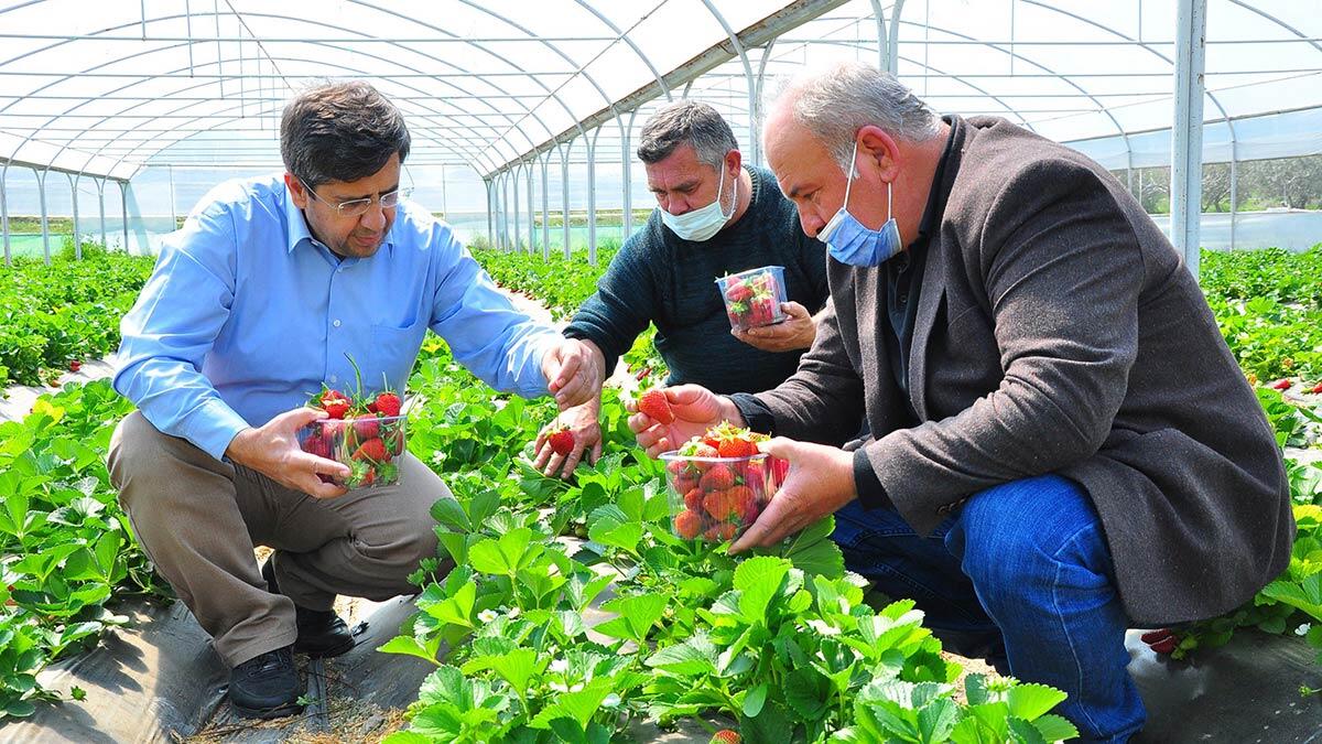Kırkağaç çileği Avrupa'ya ihraç ediliyor