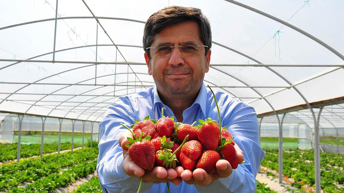 Manisa'nın Kırkağaç ilçesinde, dünyaca ünlü kavunun yanında ek gelir getirmesi amacıyla üretimine başlanan Kırkağaç çileği Avrupa'ya ihraç ediliyor.