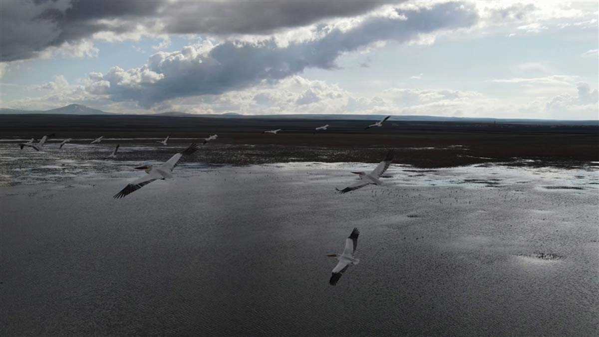 Kuyucuk Kuş Cenneti tepeli pelikanları ağırladı