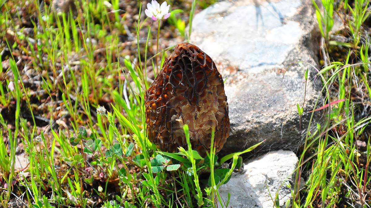 Kuzugöbeği mantarı kilosu 200 liradan alıcı buluyor