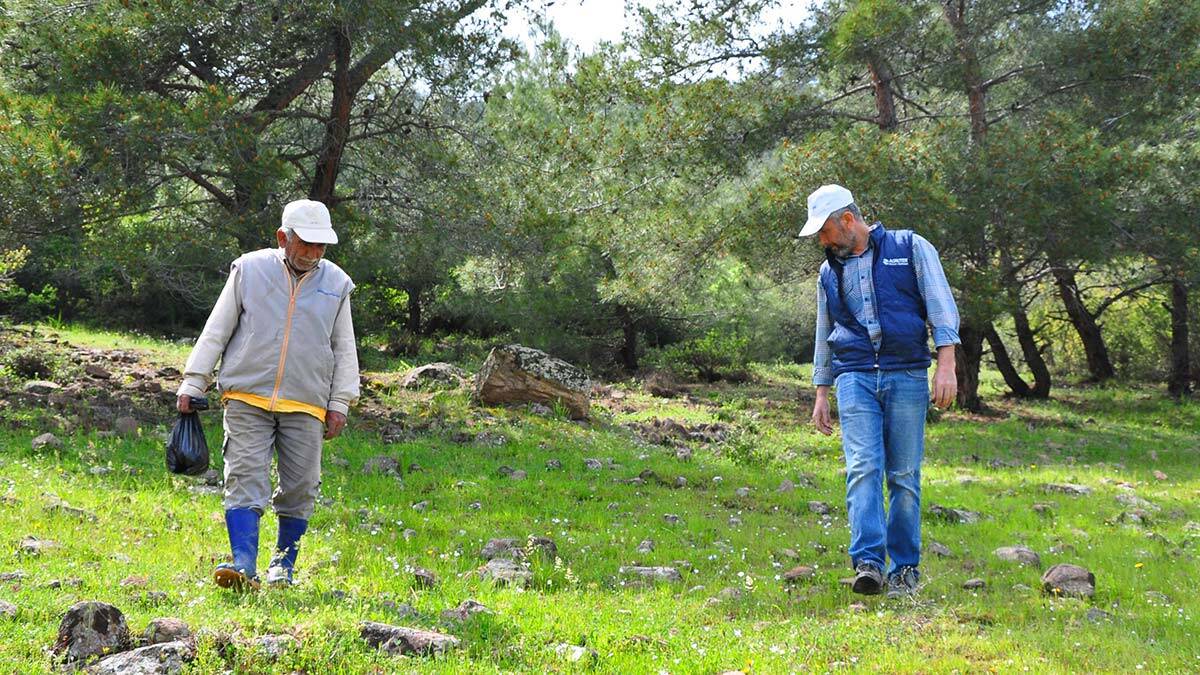 Manisa'da, ormanlık alanlarda yetişen kuzugöbeği mantarı kilosu 200 liradan alıcı buluyor. Çiftçiler, topladıkları mantarları aileleriyle tüketiyor, hem de satarak geçimini sağlıyor.
