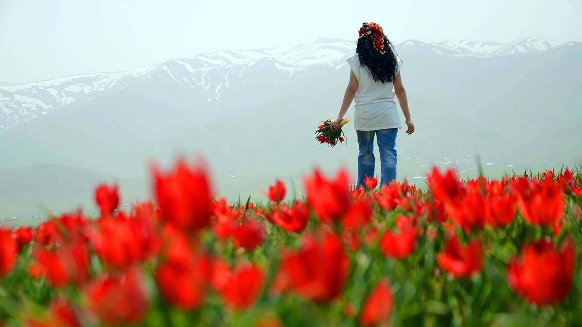 Muş Ovası lalelerle kırmızıya büründü