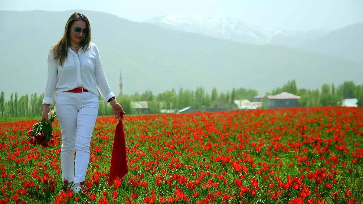 Muş ovası, baharın gelişiyle birlikte açan lalelerle kırmızıya büründü. Yaklaşık 15 günlük ömrü olan laleler, seyrine doyumsuz manzaralar oluşturdu.