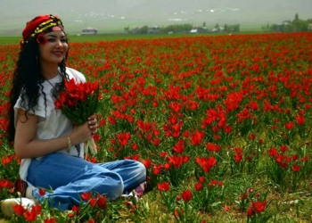 Muş Ovası lalelerle kırmızıya büründü