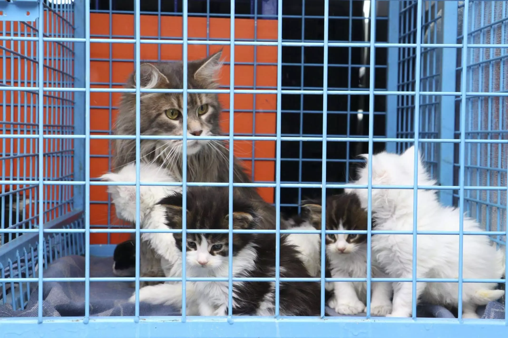 Melek n. 'nin evine yapılan baskında uygunsuz koşullarda beslediği için el konulan 29 norveç orman kedisinden 11'i sahiplendirildi, 18 yavru bakım altında.