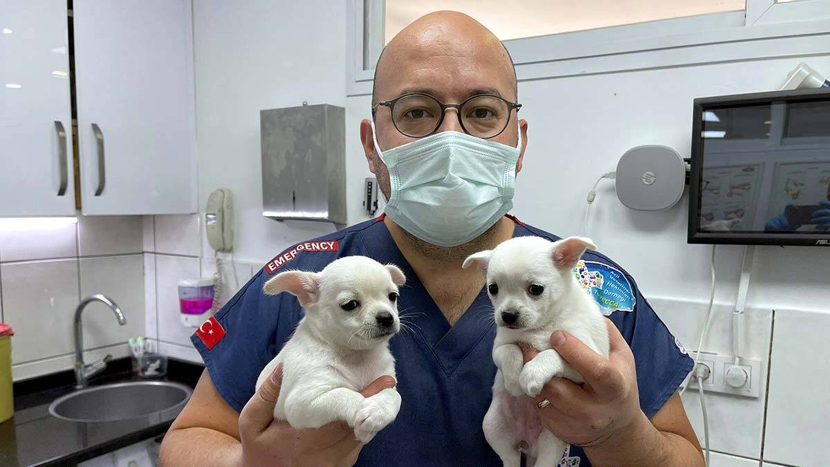 Pandemiyle birlikte sahiplenilen hayvan sayısının 4 kat arttığını söyleyen Veteriner Hekim Doğa Erdinç, "16 yıldır veteriner hekim olarak görev yapıyorum ancak 2020-2021 yılında olduğu kadar hiçbir zaman bu denli bir artış yaşanmamıştı. Bunu olumlu bir artış olarak düşünerek hayvan sevgisini doğru biçimde aşılamamız gerekir" dedi.