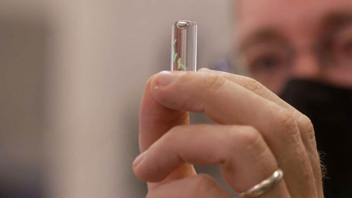 Pentagon Kovid-19'u tespit eden mikroçip geliştirdi