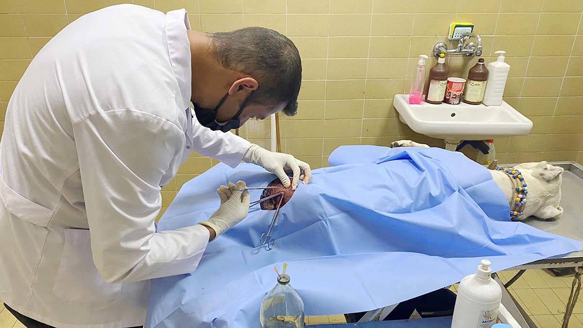 Iğdır'da bir grup genç, pitbullu bıçaklayıp kaçtı. İhbar üzerine adrese giden polis ekipleri, yerde yatan Ferdi Gülten ve pitbull cinsi köpekle karşılaştı.