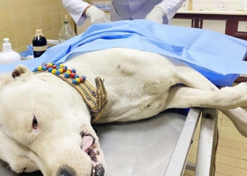 Pitbullu bıçaklayıp, sahibini dövdüler