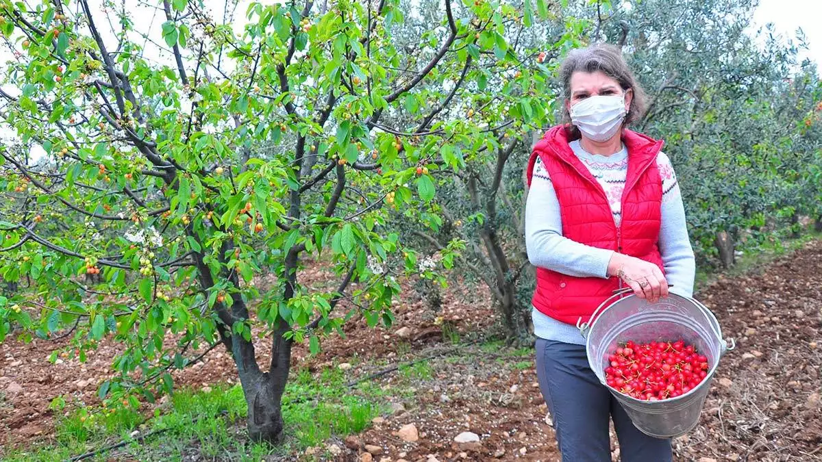 Kadın girişimci 20 ton kiraz satıyor