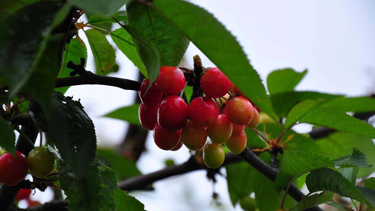 İstanbul'daki şehir hayatını bırakarak, Manisa'nın kırsal Sancaklıiğdecik Mahallesi'ne yerleşen, kadın girişimci 20 ton kiraz satıyor.