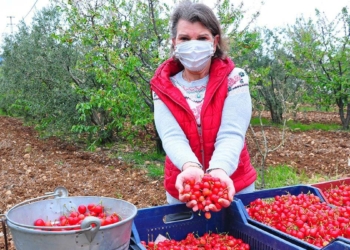 Kadın girişimci 20 ton kiraz satıyor
