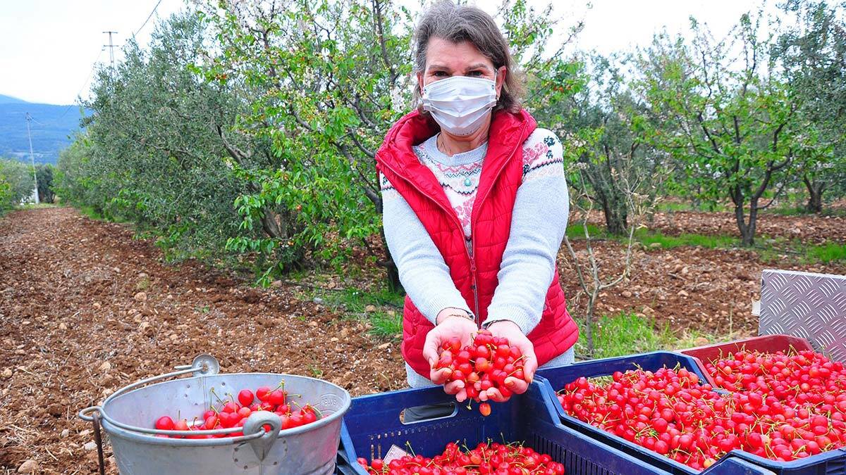 Kadın girişimci 20 ton kiraz satıyor