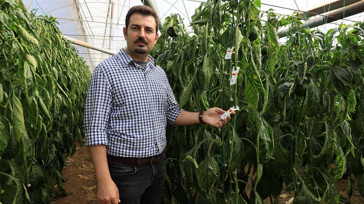 Antalya’da örtü altı üretimdeki meyve ve sebzeler böceklere emanet sebze ve meyveleri zararlılardan faydalı böcekler koruyor.