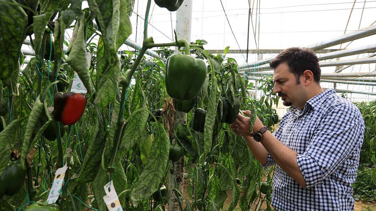 Seradaki meyve ve sebzeler böceklere emanet
