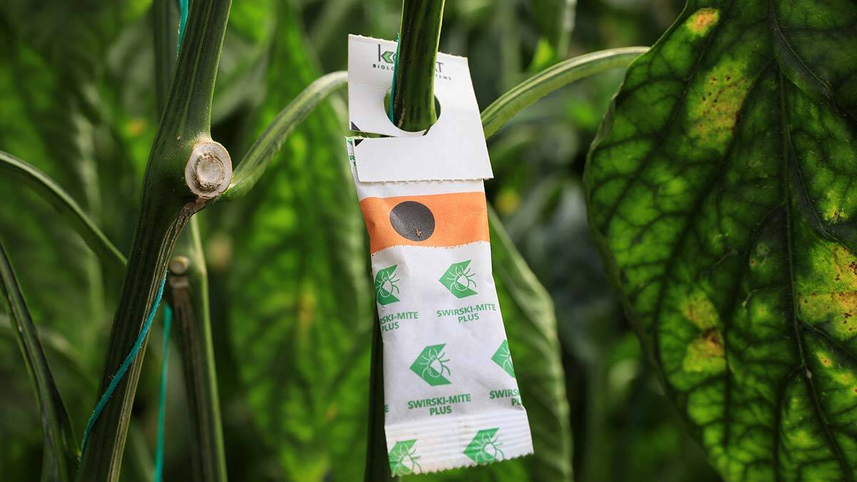 Seradaki meyve ve sebzeler böceklere emanet