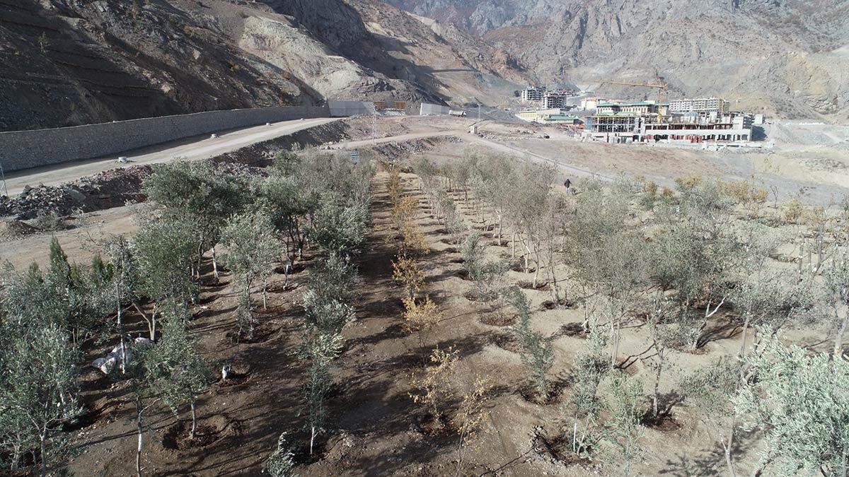 Yusufeli'nin yeni yerleşim yeri yeşillendiriliyor