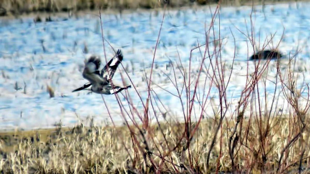 Sultan Sazlığı'nda alaca yalıçapkını görüldü
