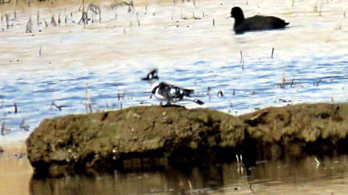 Sultan Sazlığı Milli Parkı’nda bu kez de daha önce kaydı tutulmayan ve görüntüsü alınamayan alaca yalıçapkını kuş türü gözlemlendiği belirtildi.