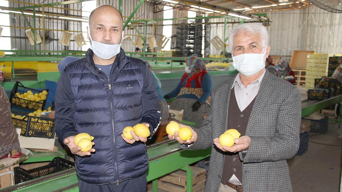 Mersin'in Erdemli ilçesinde limon hasadının sonuna yaklaşıldı. Üreticiler, talebin az olması nedeniyle limon fiyatlarında düşüş yaşandığını, kilosunun 3 liradan alıcı bulduğunu söyledi.