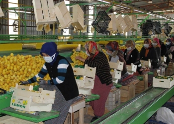 Talep azaldı; Limon fiyatlarında düşüş yaşandı