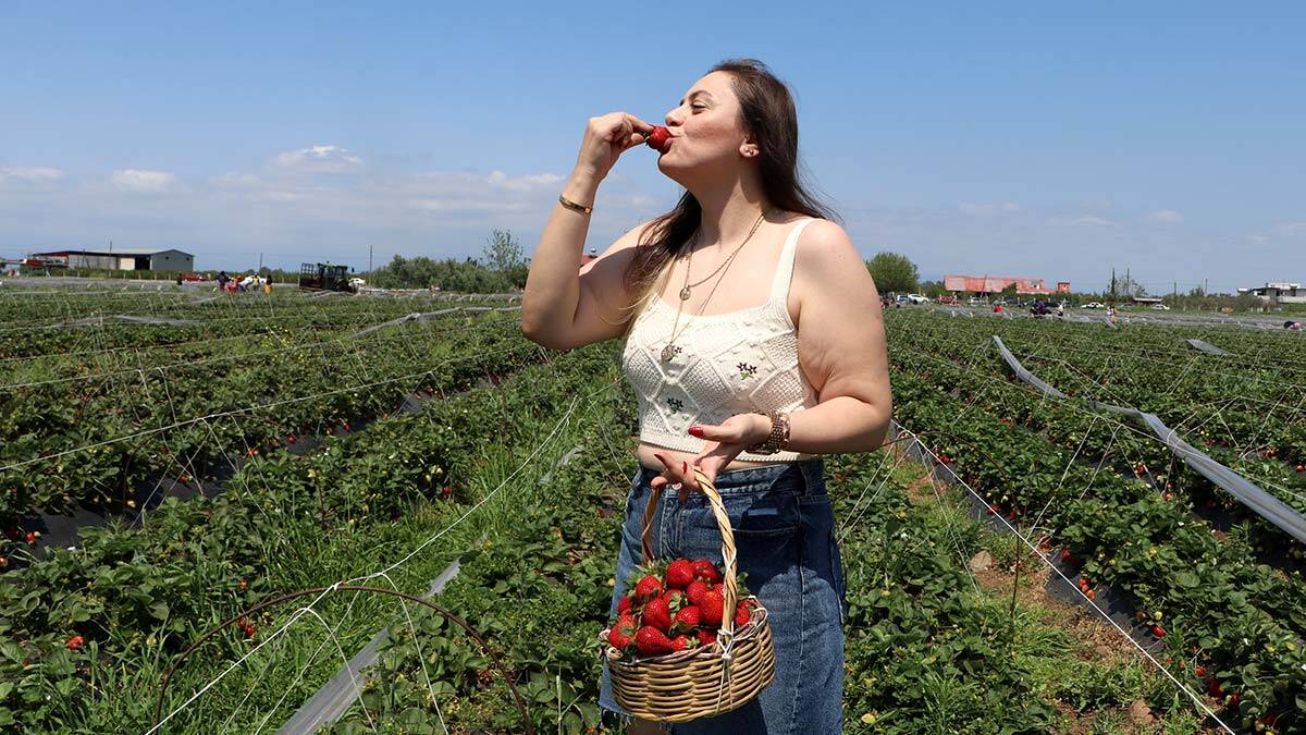 Tarladan elleriyle topladıkları çilekleri satın alıyorlar