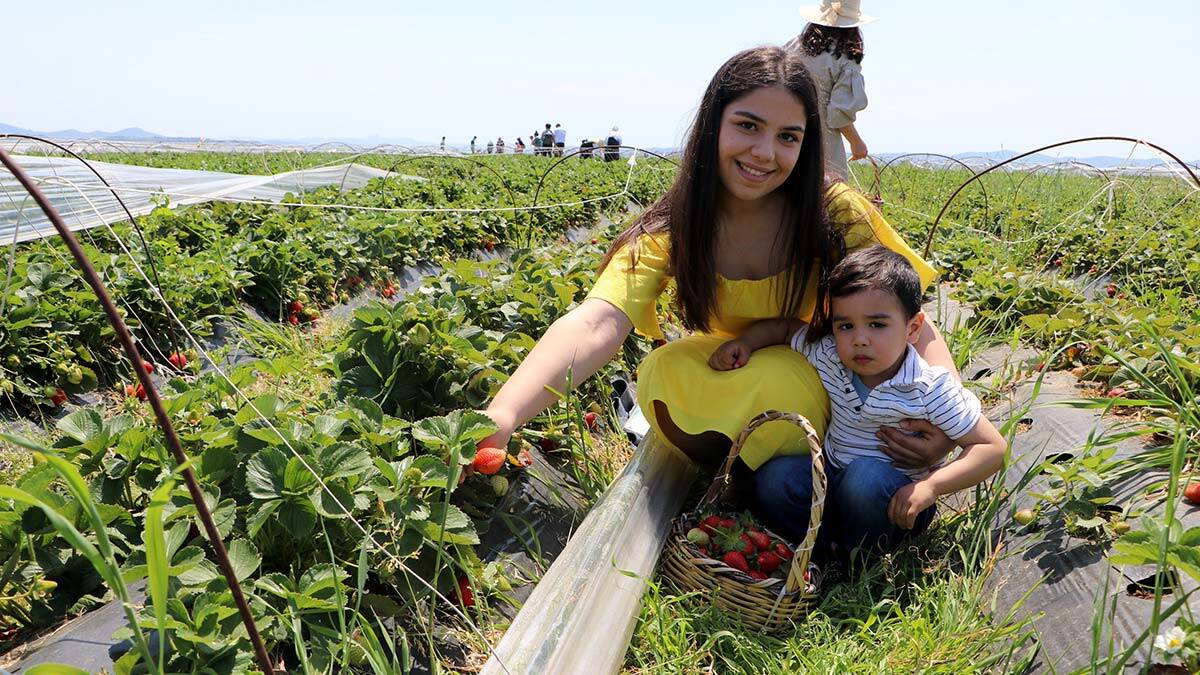 Tarlada ilk yıl 15 bin kişiyi ağırlarken bu yılın ilk çeyreğinde 200 bin kişiyi ağırladığını söyleyen Yıldırım, "Gelenler sepetlerini ellerine alıyorlar, topladıkları taze çilekleri ücretsiz yiyorlar. Sepete doldurup götürecekleri çilekleri kilosu 15 TL'ye satın alıyorlar. Gelenler de çok memnun biz de çok memnunuz" dedi.