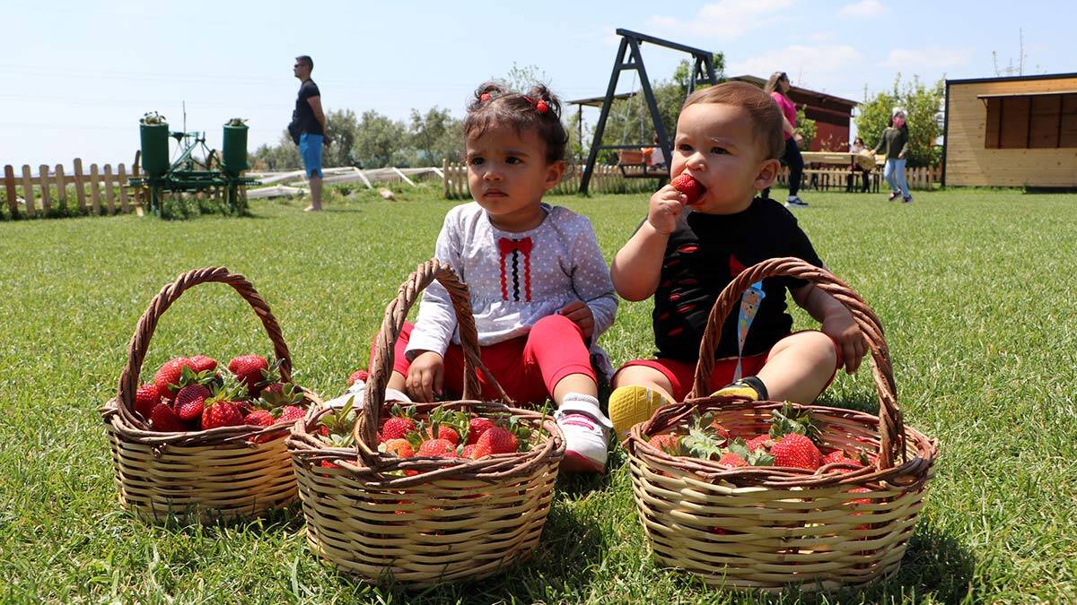 Tarladan elleriyle topladıkları çilekleri satın alıyorlar