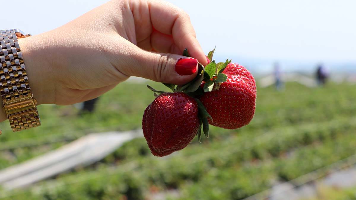 Tarlalardan elleriyle topladıkları çilekleri ücretsiz yiyorlar sepetleri doldurup kilosunu 15 TL'ye satın alıyorlar.