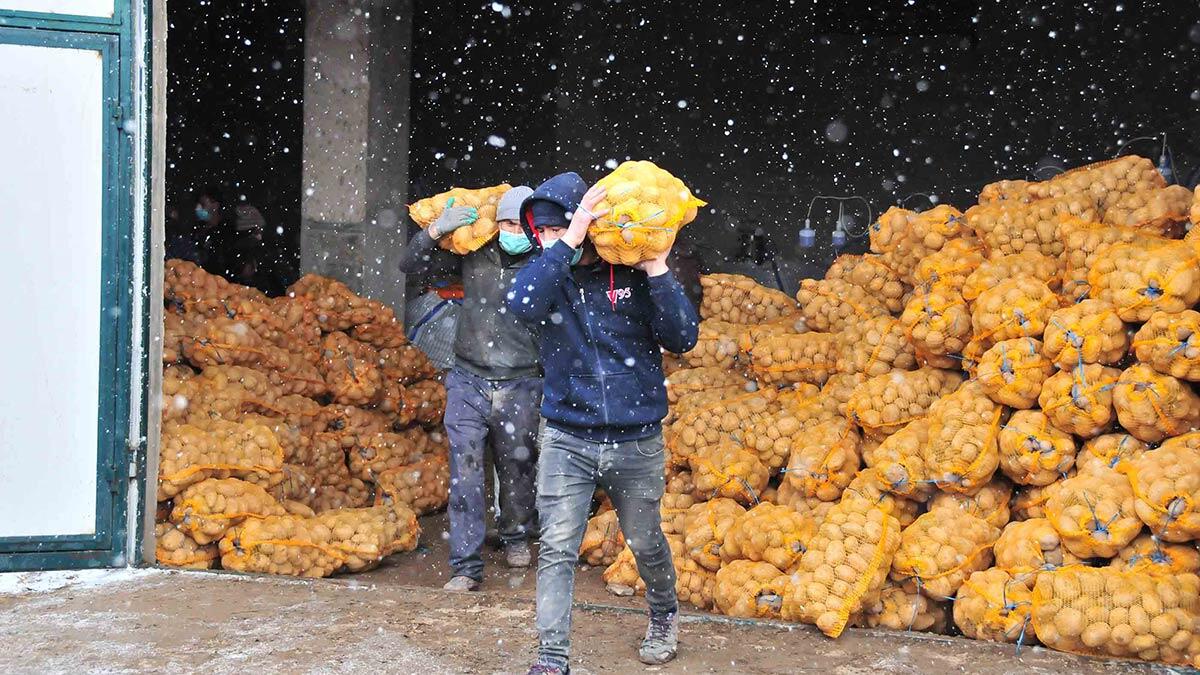 İlk patatesler kamyonlara yüklendi