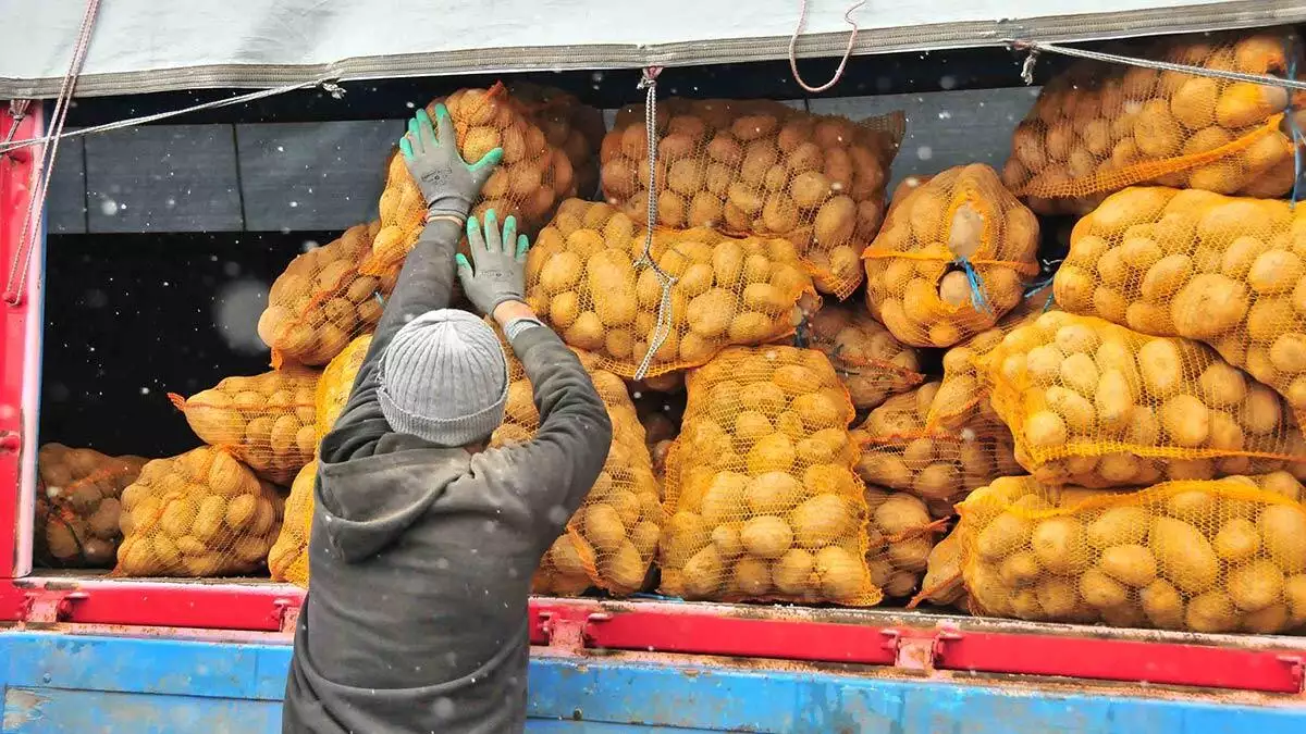 İlk patatesler kamyonlara yüklendi