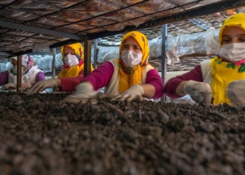 Toros Dağları'na 7 büyük mantar serası